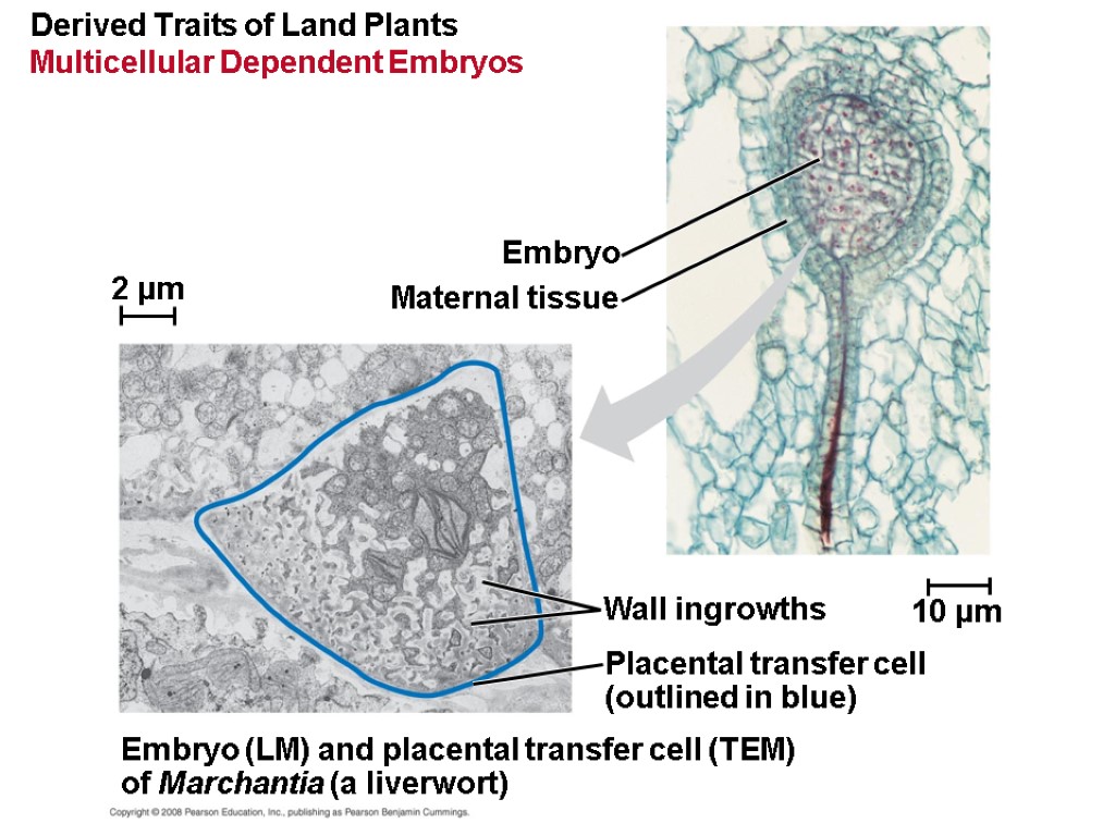 Derived Traits of Land Plants Multicellular Dependent Embryos Embryo Maternal tissue Wall ingrowths Placental
